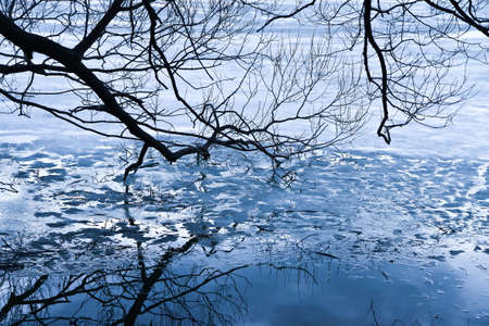 Coast of  winter river covered with ice with tree branches on an ice surfaceの写真素材