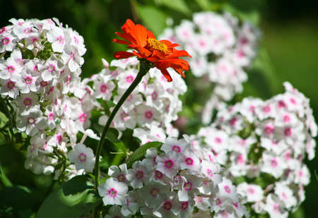 Beautiful fresh bright flowers on  bed in  gardenの写真素材