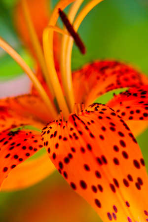 Beautiful big lily with stains on petals  close up.の写真素材