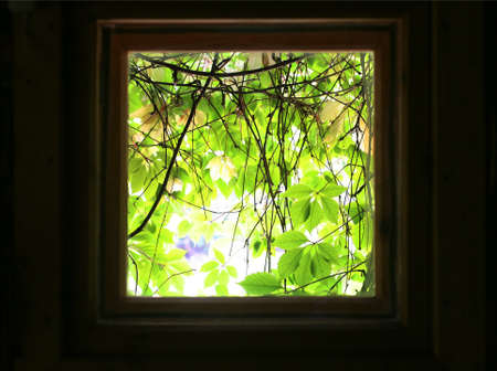 Beautiful kind on green leaves of  plant from  square window of dark room.の写真素材