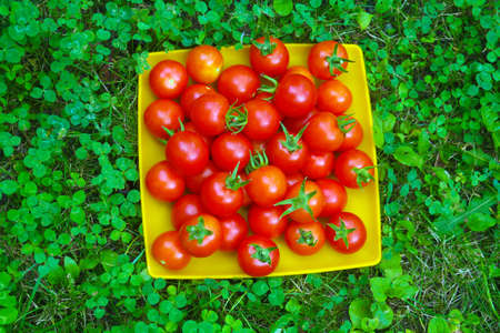 Ripe beautiful red tomatoes in  yellow plate on grassの写真素材