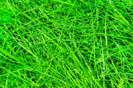Transparent drops of arain on  fresh green grass