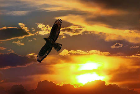 Flying proud eagle in  sunset the sky