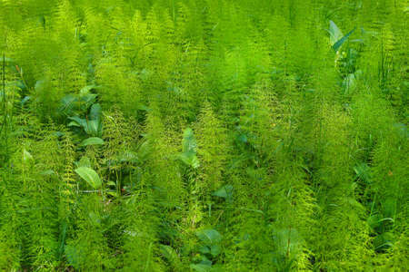 Green fluffy soft grass  closeupの写真素材