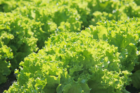 Green salad growing in the earth on bedの写真素材