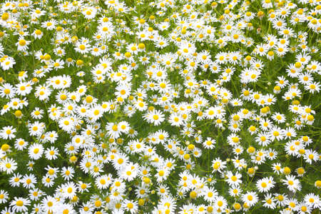 Background from white blossoming camomilesの写真素材