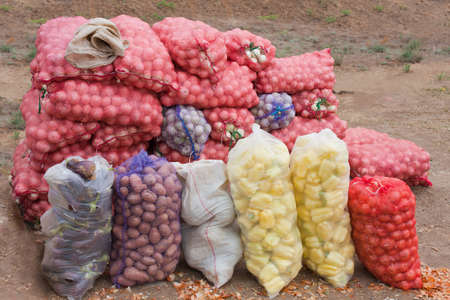 Vegetables packed into bags in the fieldの写真素材