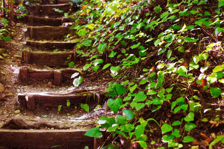 Steps leaders upwards in green woodの写真素材