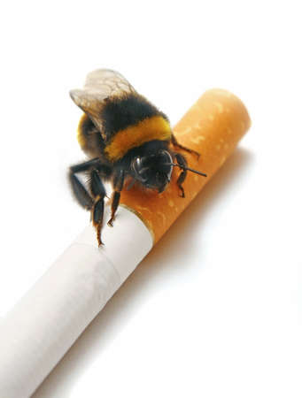  big bee on cigarette isolatedの写真素材