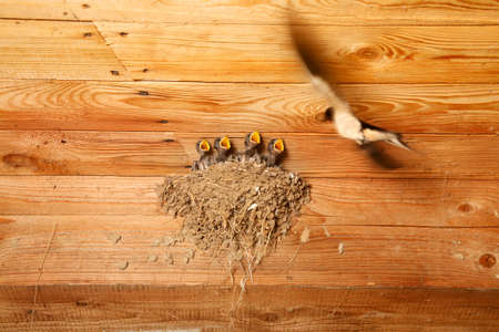 swallow in flight feeds the baby birdsの写真素材