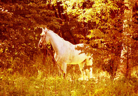 White horse on  wood glade in the summerの写真素材