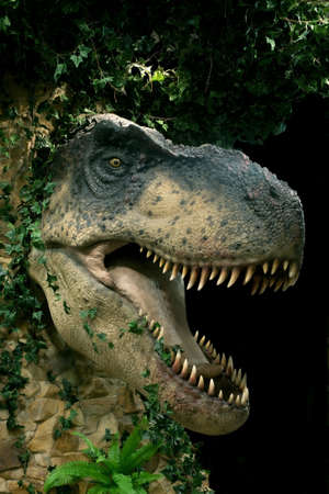 head of big dinosaur on black backgroundの写真素材