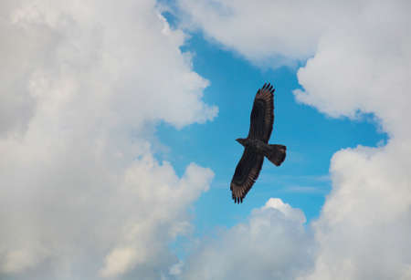 eagle flying in the blue cloudy skyの写真素材