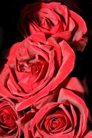fresh beautiful red roses backgroundの写真素材