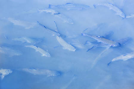 fish trout floating pack in waterの写真素材