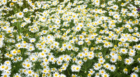 field camomiles in the afternoon summer on meadowの写真素材