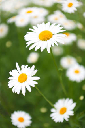 field camomiles in the afternoon summer on meadowの写真素材