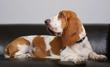 dog of breed of Basset-haund lies on leather sofaの写真素材