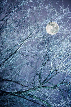 illuminated branches of tree against the night skyの写真素材