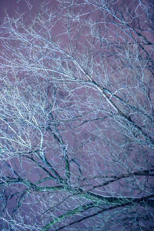 illuminated branches of tree against the night skyの写真素材