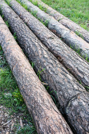 pine trunks lying on grass in the summerの写真素材