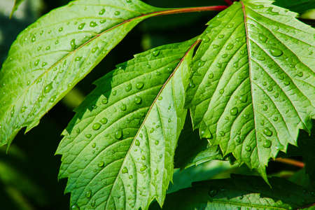 green leaves in large drops of water close upの写真素材