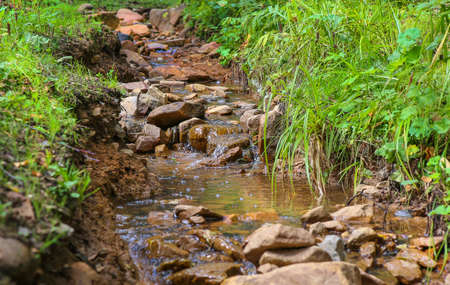 stream with the current water in the summer wood