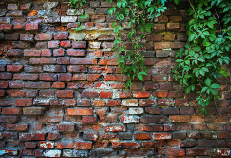 old brick wall overgrown we flattenの写真素材