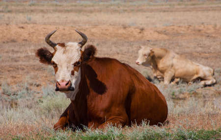 cows lying in afternoon on summer pastureの写真素材