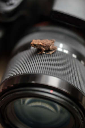little brown frog on the cameraの写真素材