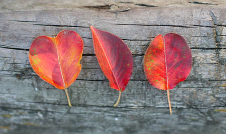 three red autumn leaves on an old log