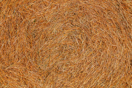 yellow dry wheat straw close up background
