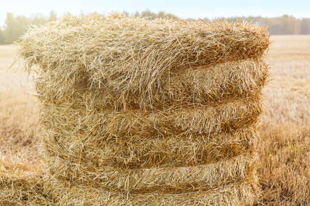 yellow dry stack of straw in the field in the fall