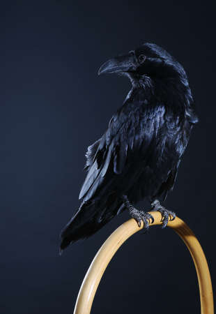 black raven close up dark backgroundの写真素材