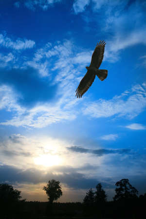 eagle flying in cloudy sky over fieldの写真素材