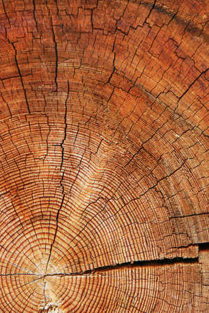 rough cut of tree trunk for backgroundの写真素材