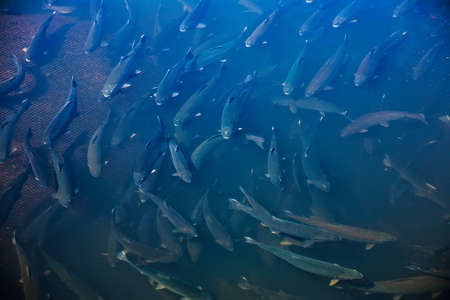 fish trout floating pack in waterの写真素材