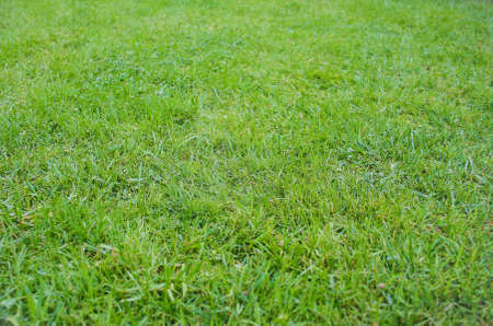 juicy green grass in the summer in field of backgroundの写真素材