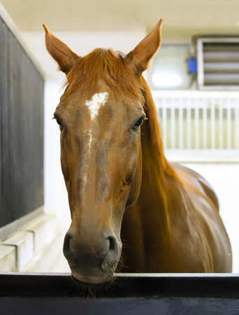 beautiful thoroughbred horse in stall close upの写真素材