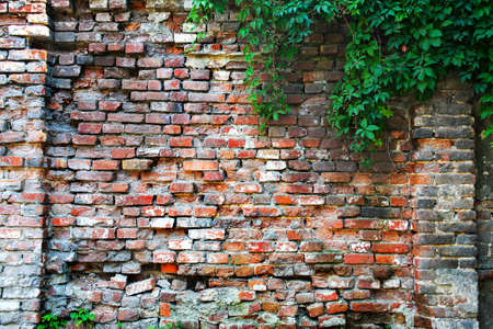 old brick wall overgrown we flattenの写真素材
