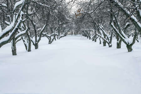 winter type of an old apple-tree gardenの写真素材