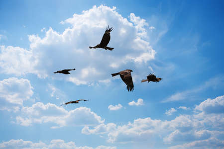 eagles flying in sky in sun beams