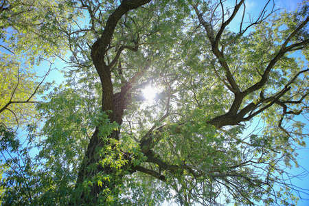 sun behind top of big tree in springの写真素材