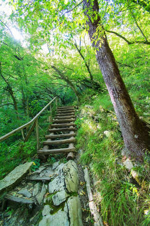 forest footpath up stones and wooden ladderの写真素材