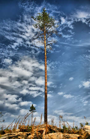 high lonely pine against cloudy skyの写真素材