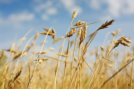 Ears ripe wheat against cloudy skyの写真素材