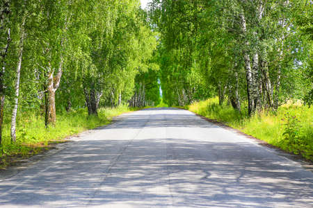 asphalted road in birchwood in summerの写真素材