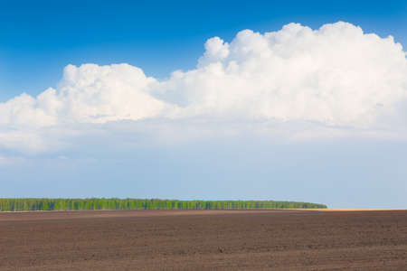 beautiful summer landscape with field wood and skyの写真素材