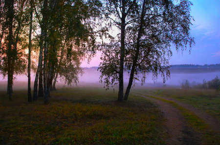 evening fog on edge of wood in summerの写真素材