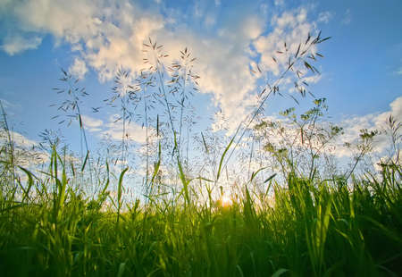 High green grass in the field on  sunsetの写真素材